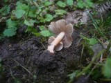 Inocybe godeyi image