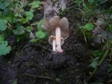 Inocybe godeyi image