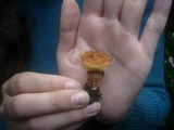 Inocybe godeyi image