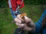 Inocybe godeyi image