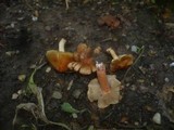 Inocybe godeyi image