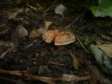 Inocybe godeyi image