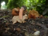 Inocybe godeyi image