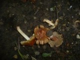 Inocybe godeyi image