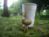Inocybe rimosa image