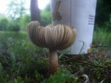 Inocybe rimosa image