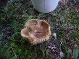 Inocybe rimosa image