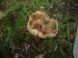 Inocybe rimosa image