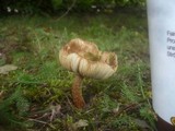 Inocybe rimosa image