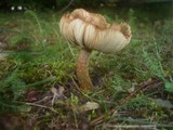 Inocybe rimosa image