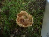 Inocybe rimosa image