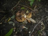 Inocybe rimosa image