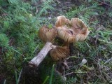 Inocybe rimosa image