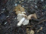 Inocybe rimosa image