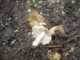 Inocybe rimosa image