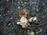 Inocybe rimosa image