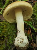 Amanita diemii image