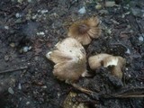 Inocybe rimosa image