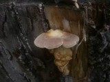 Panus neostrigosus image