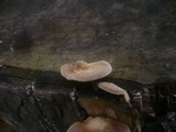 Lentinus strigosus image