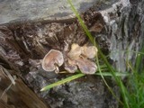 Lentinus strigosus image