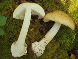 Amanita diemii image