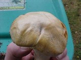 Cortinarius caperatus image