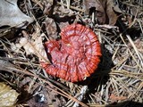 Ganoderma meredithiae image