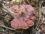Ganoderma meredithiae image