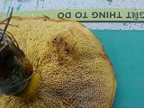 Suillus grevillei image