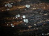 Resupinatus applicatus image