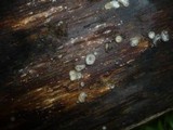 Resupinatus applicatus image