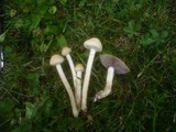 Stropharia coronilla image