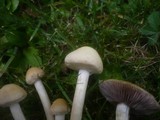Stropharia coronilla image