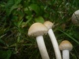 Stropharia coronilla image
