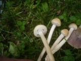 Stropharia coronilla image