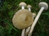 Stropharia coronilla image