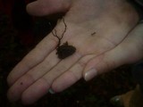 Xylaria carpophila image