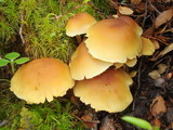 Hypholoma frowardii image