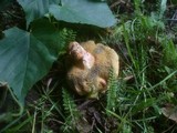 Boletus bubalinus image
