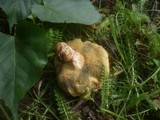 Boletus bubalinus image