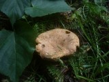 Boletus bubalinus image