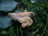 Boletus bubalinus image