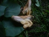 Boletus bubalinus image