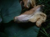 Boletus bubalinus image