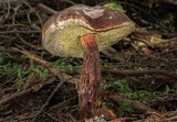 Boletellus mirabilis image