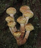 Armillaria solidipes image