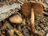 Inocybe dulcamara image