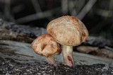 Gymnopilus aeruginosus image