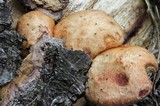 Gymnopilus aeruginosus image